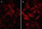 Anti-PD-L1 (Extracellular region) M051 Antibody